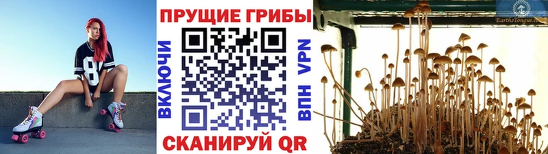 Галлюциногенные грибы Psilocybe Домодедово